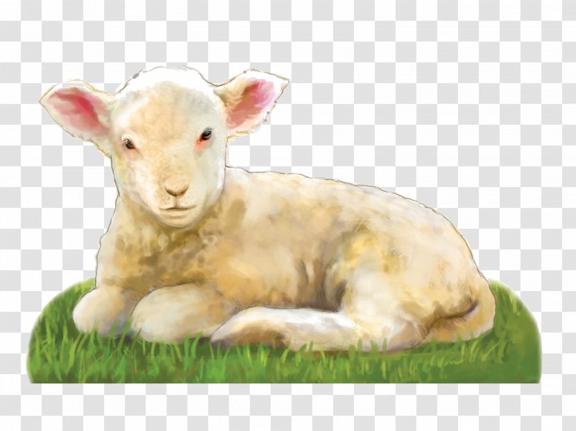 Sheep Goat Prayer Clip Art - Snout - Lamb Transparent PNG