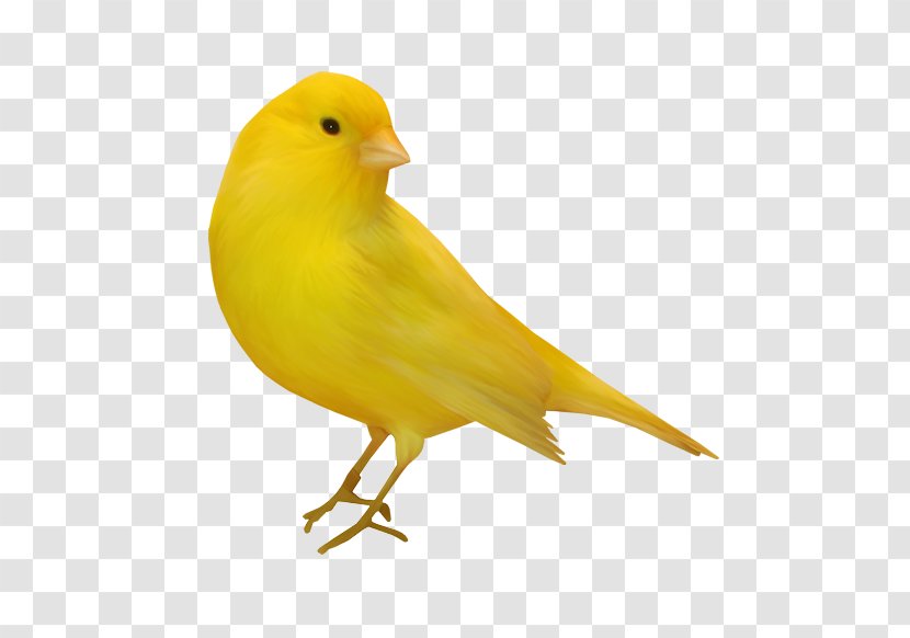 Domestic Canary Bird Clip Art - American Sparrows Transparent PNG