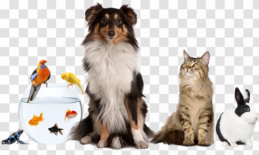 Pet Sitting Dog Cat & Animal Expo - Apartment - Sitter Transparent PNG