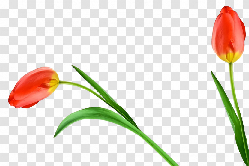 Plant Stem Tulip Cut Flowers Bud Petal Transparent PNG