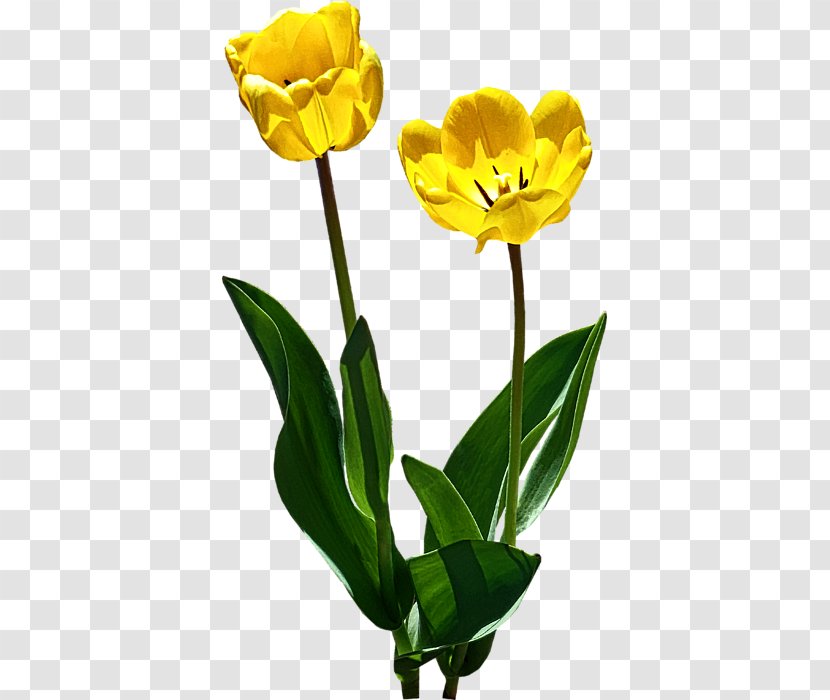 Cut Flowers Yellow Tulipa Greigii Red - Flowering Plant - Backlit Transparent PNG