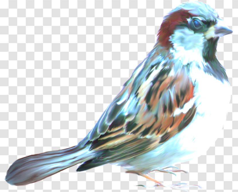 House Sparrow Bird Finches - American Sparrows Transparent PNG