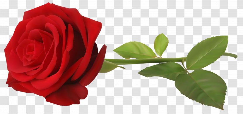 Wallpaper - Bud - Red Rose With Stem Transparent Clip Art Image Transparent PNG