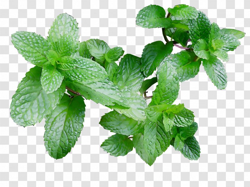 Peppermint Flavor Spearmint Mojito Electronic Cigarette Aerosol And Liquid - Apple Mint - Leaf Transparent PNG