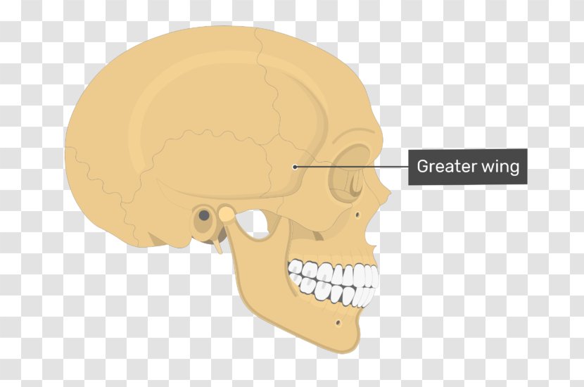 Parietal Bone Skull Anatomy Temporal Line - Frame Transparent PNG