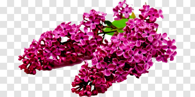 Lilac Shrub Flower Seed Tree - Plant Transparent PNG