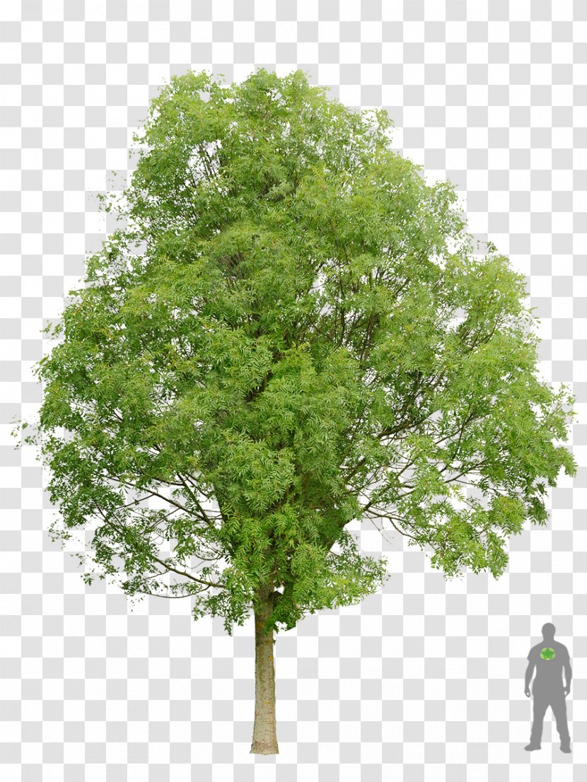 Acer Ginnala Sycamore Maple Sugar Norway Tree - Stock Photography - Mango Transparent PNG