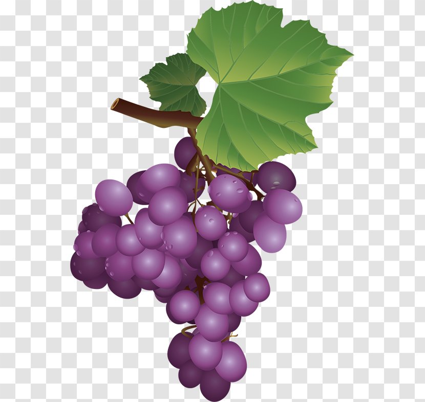 Sultana Grapevines Zante Currant Seedless Fruit - Grape Seed Extract Transparent PNG