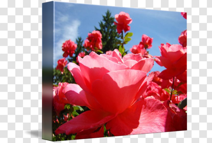 Garden Roses Cabbage Rose Floribunda Cut Flowers - Wildflower - Flower Transparent PNG