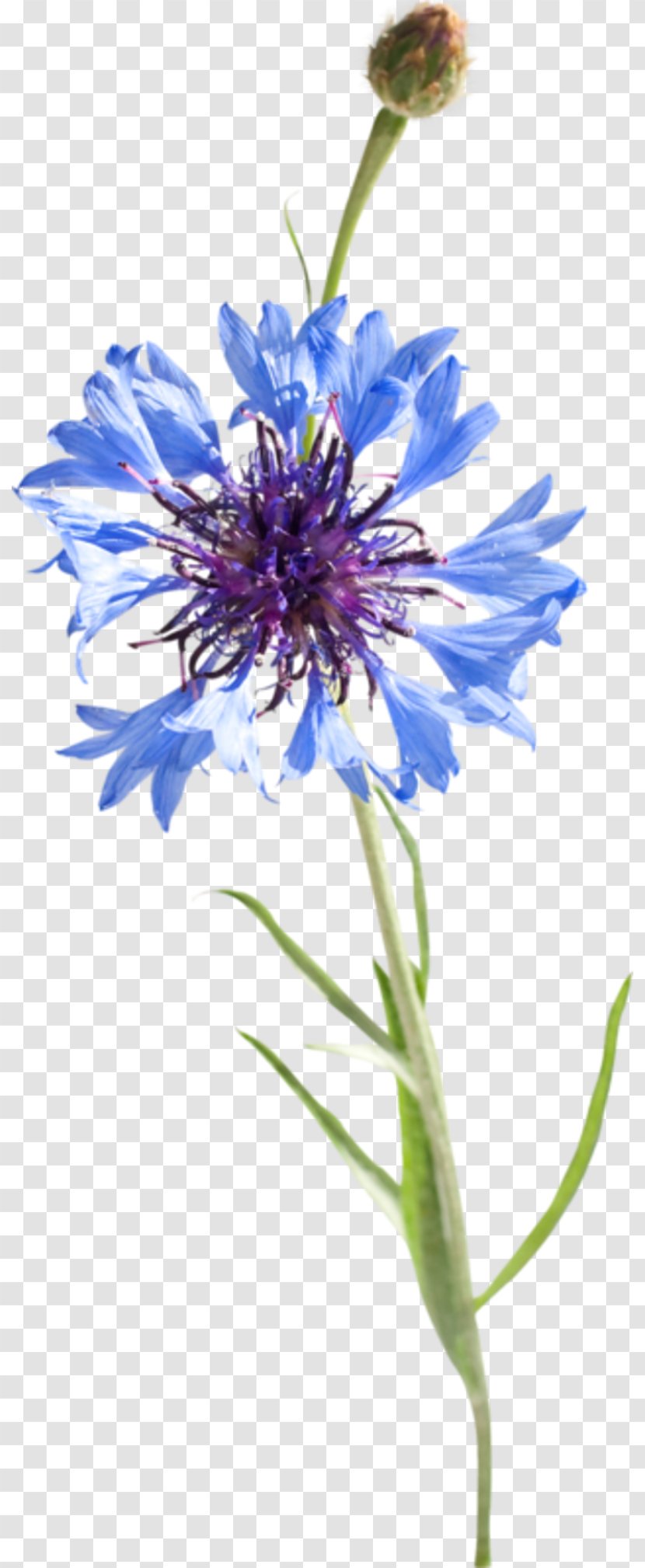 Cornflower Blue Watercolor Painting Drawing - Purple - Nenuphar Transparent PNG