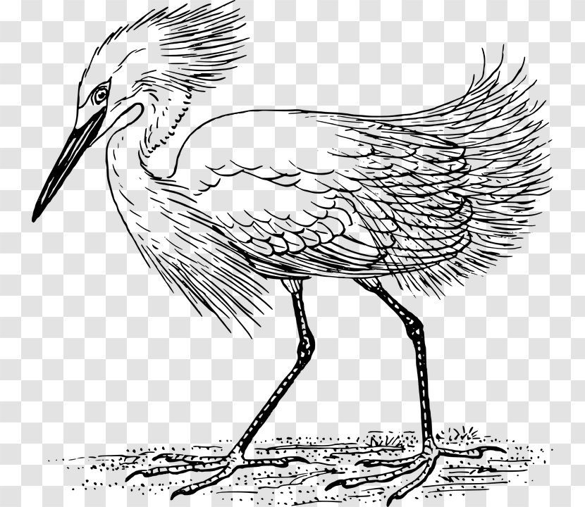 Heron Crane Great Egret Clip Art - Drawing Transparent PNG