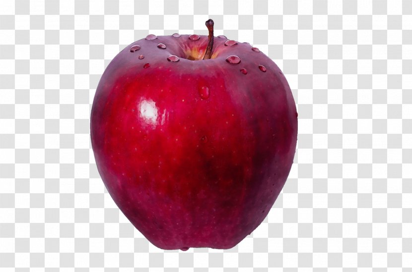 Apple Tree - Malus Mcintosh Transparent PNG
