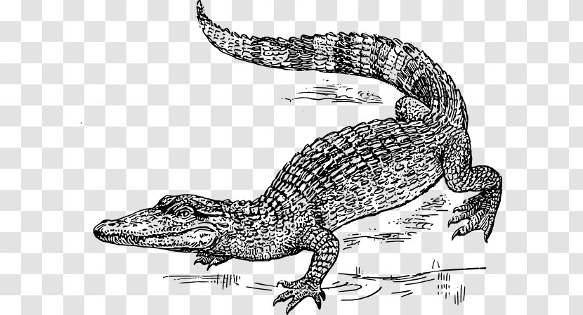 Crocodile Alligator Drawing Clip Art - Crocodilia - Krokodil Clipart Transparent PNG