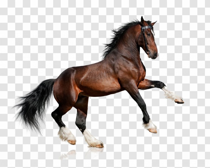 Clydesdale Horse Lipizzan White Equestrianism Bay - Colt - Galloping Horses Transparent PNG