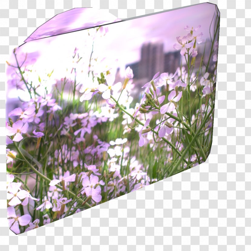 English Lavender Lilac Violet Purple - Plant - Early Summer Transparent PNG