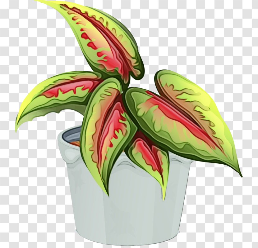 Watercolor Flower Background - Perennial Plant Carnivorous Transparent PNG