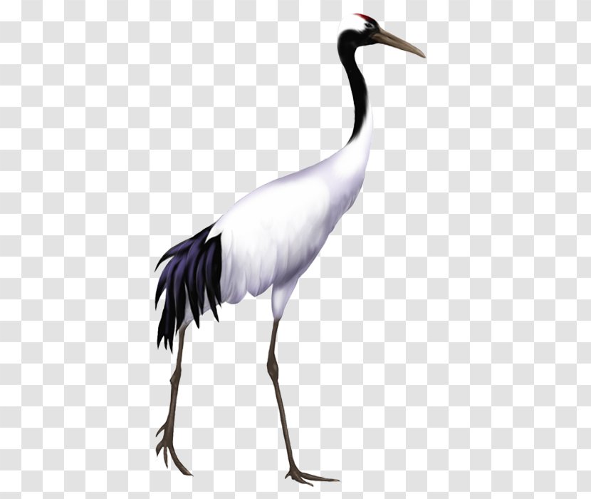 Red-crowned Crane Bird - Ciconiiformes - Pictures Transparent PNG