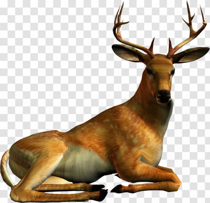 Deer Clip Art - Animation - Camel Transparent PNG