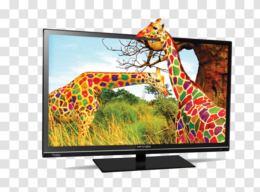 Giraffe Color Desktop Wallpaper Display Resolution - Red - Television Transparent PNG