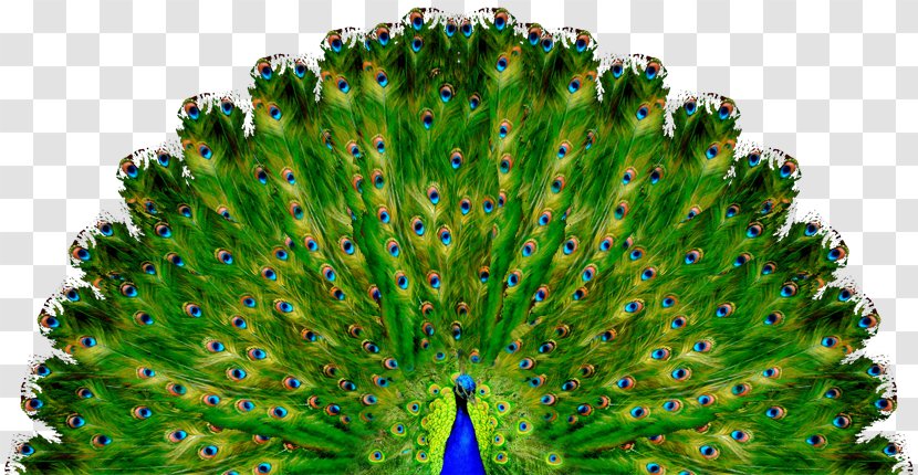 Crochet Doily Knitting Yoga Pattern - Organism - Peacock Opens The Screen Transparent PNG
