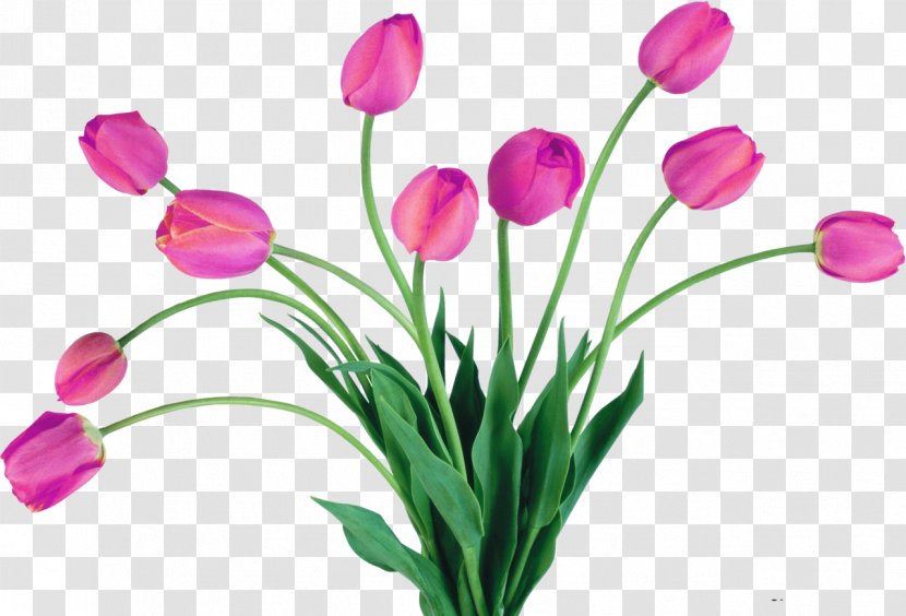 Netherlands Tulip Flower Clip Art - Lily Family - Tulips Transparent PNG