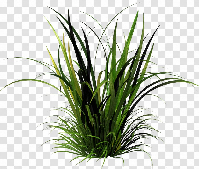 Lawn Herbaceous Plant Clip Art - Grass Transparent PNG