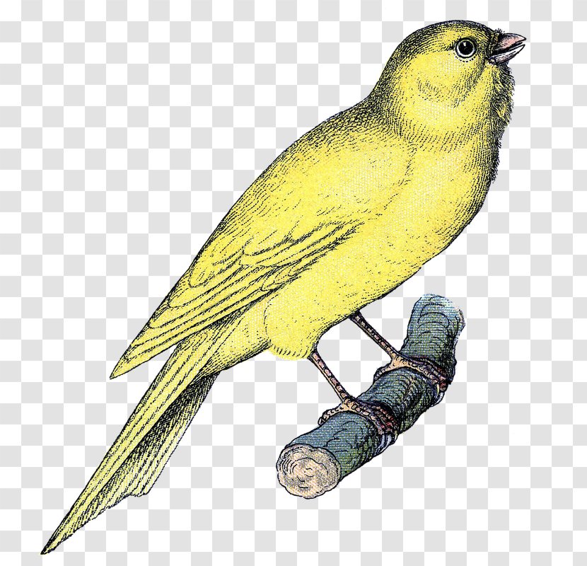 Domestic Canary Songbird Clip Art - Parrot - Bird Transparent PNG