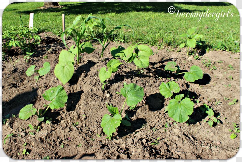 Agriculture Soil Crop Plantation Tree - Shading Beans Transparent PNG