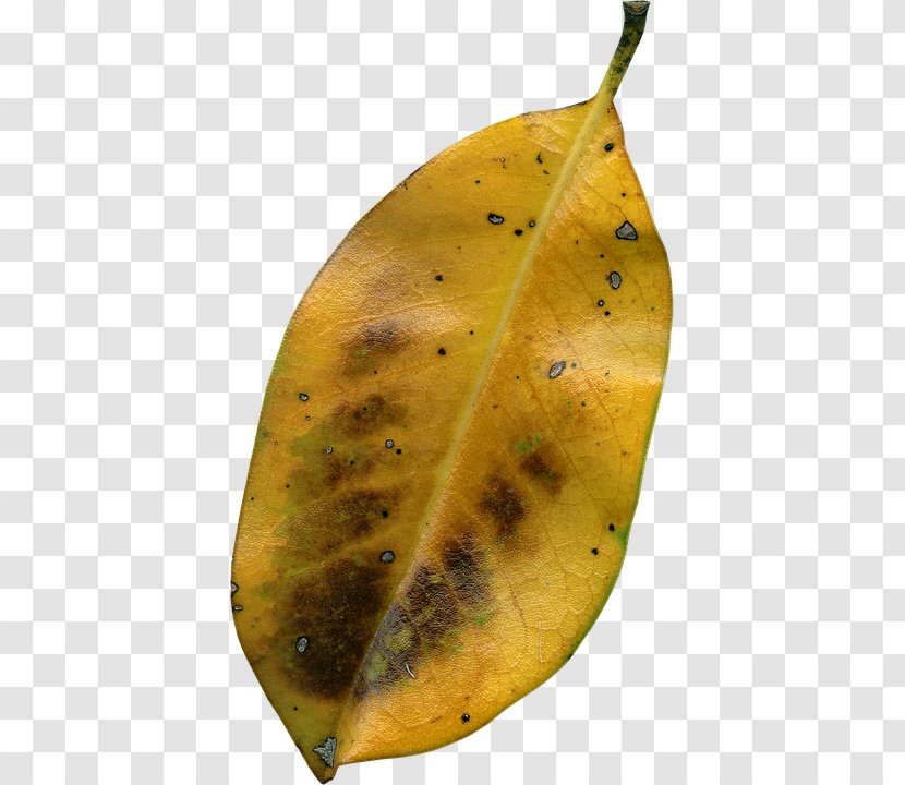 Leaf Autumn Image File Formats - Resolution - Kering Transparent PNG