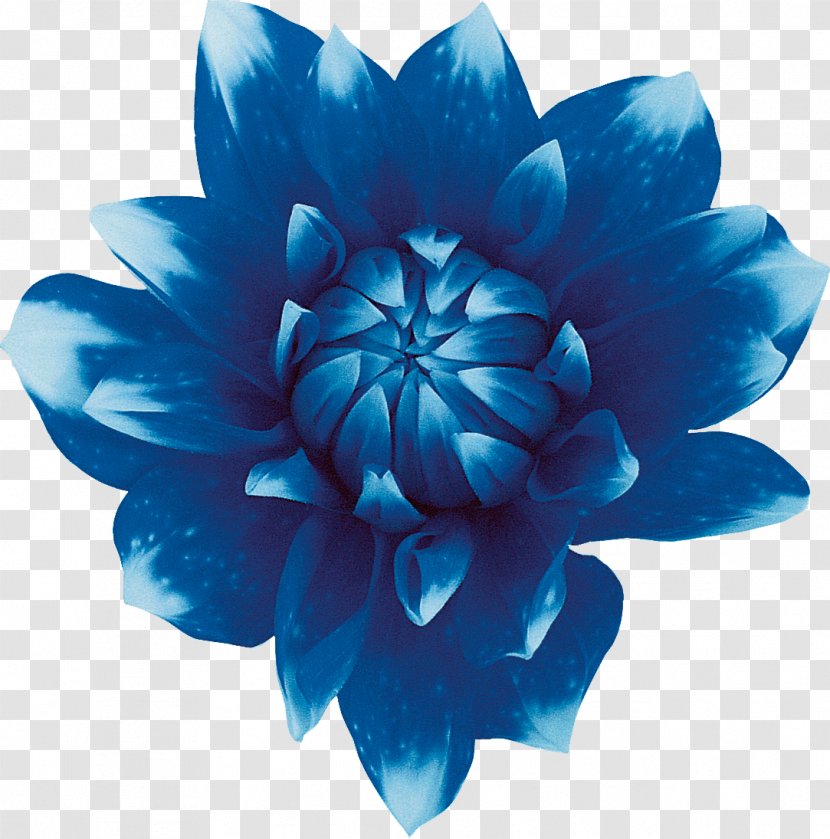 Sweet Blue Flowers Red - Nelumbo Nucifera - Flower Transparent PNG