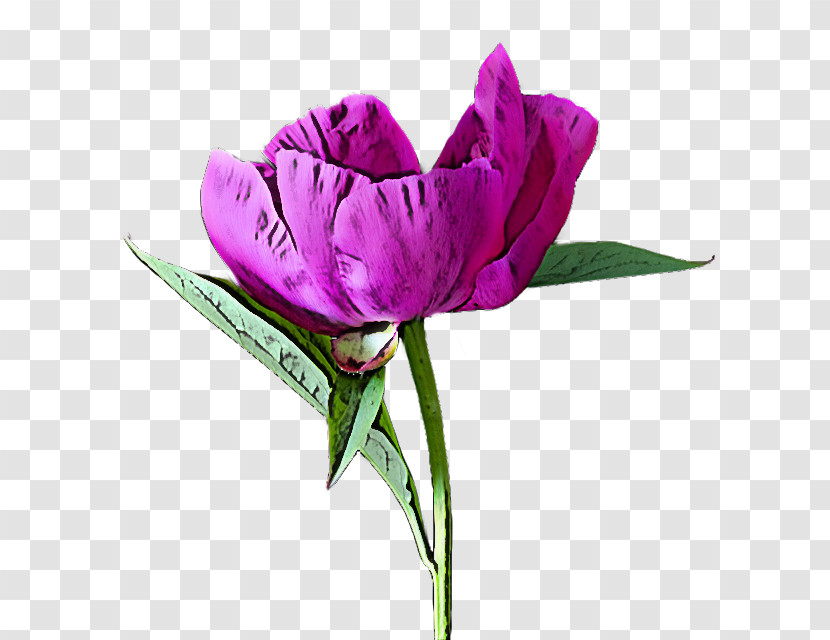 Flower Petal Violet Purple Plant Transparent PNG