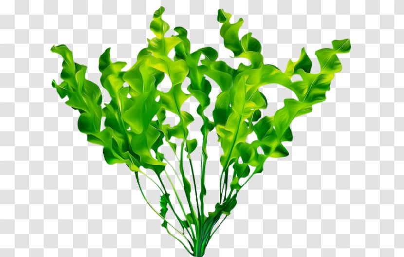 Plants Image Leaf - Viridiplantae Transparent PNG