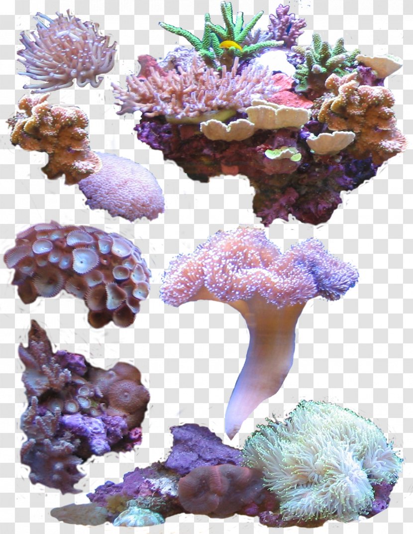 Coral Sea - Marine Biology Transparent PNG