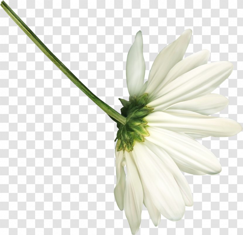 German Chamomile Flower Easter Clip Art - Greeting Note Cards - White Flowers Transparent PNG