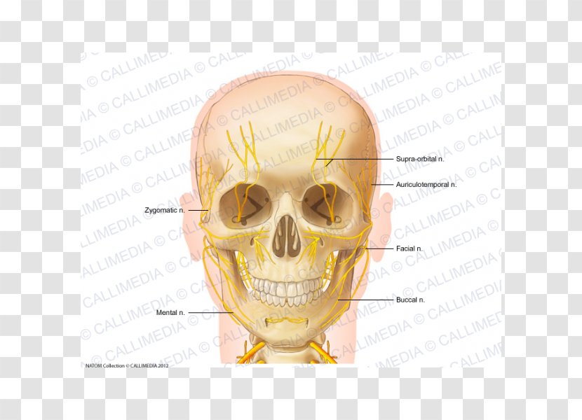 Nerve Head And Neck Anatomy Anterior Triangle Of The - Skull Transparent PNG