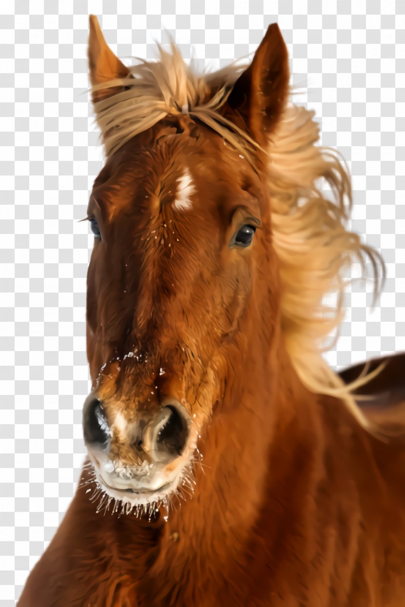 Horse Sorrel Mane Mustang Snout - Stallion - Liver Transparent PNG