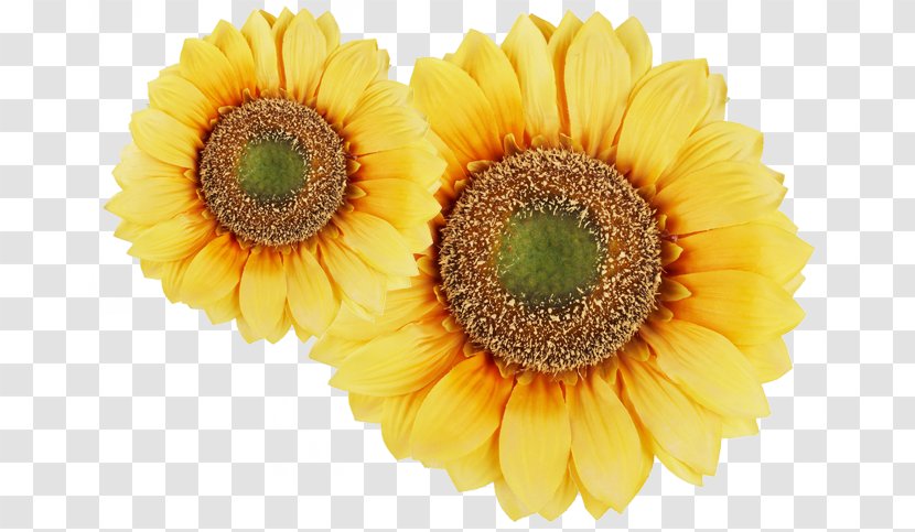 Common Sunflower Plant - Daisy Family Transparent PNG