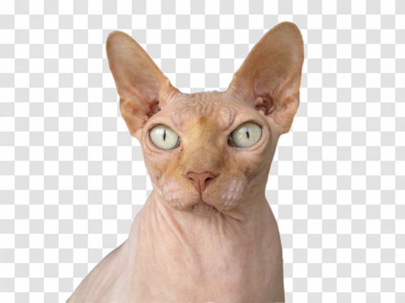 Sphynx Cat Burmese Donskoy Tonkinese Persian - Wild Cats Transparent PNG