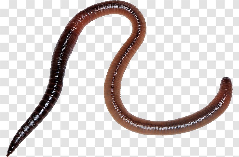 Earthworm - Worm - Worms Transparent PNG