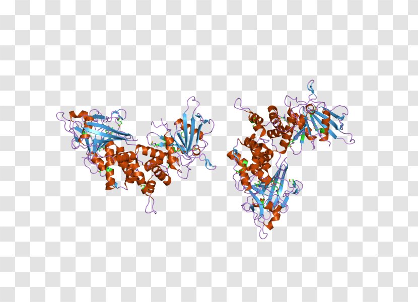 PTPRC Crystal Structure Protein Tyrosine Phosphatase - Cartoon - Human Leukocyte Antigen Transparent PNG