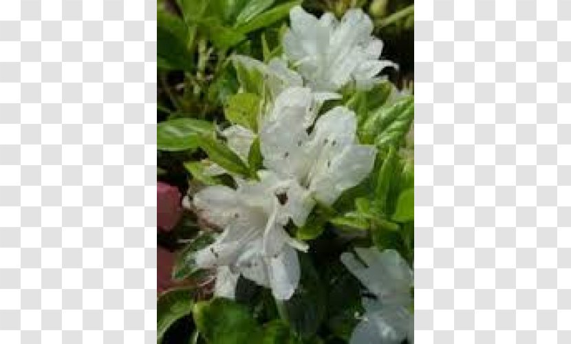 Azalea Lilac Subshrub Transparent PNG