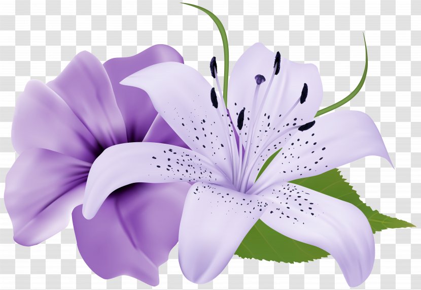 Flower Purple Clip Art - Plant - Two Exotic Flowers Clipart Image Transparent PNG