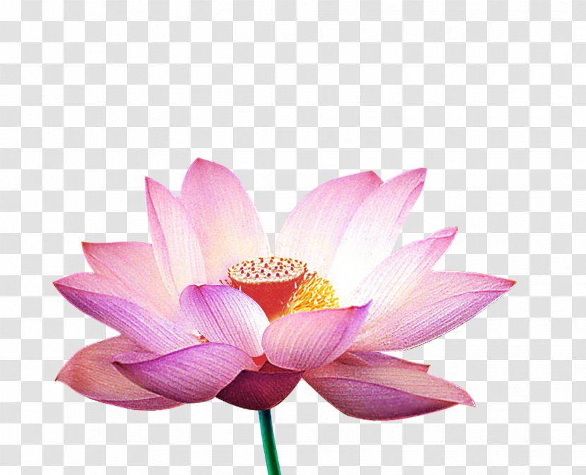 Nelumbo Nucifera Falun Gong Close-up - Lotus Family - Closeup Transparent PNG