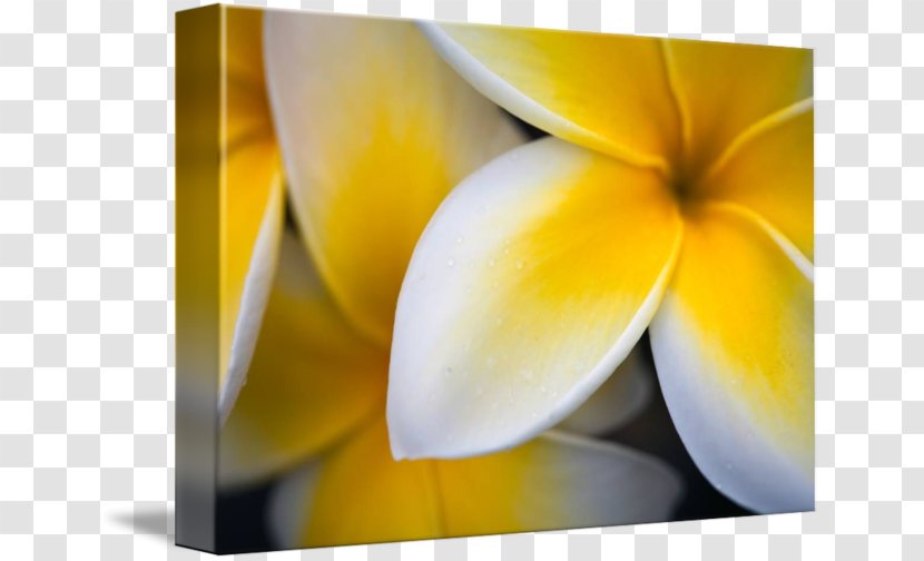 Flower Still Life Photography Close-up Petal - Macro - Plumeria Transparent PNG