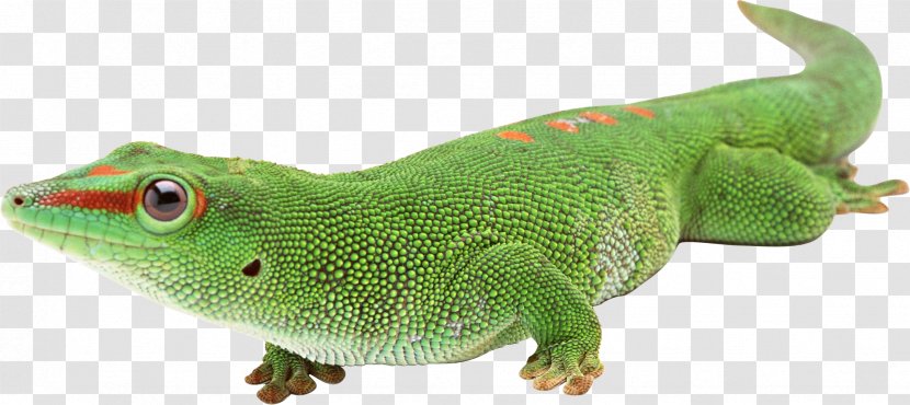 Lizard Reptile Computer Graphics - Chart - Chameleon Transparent PNG