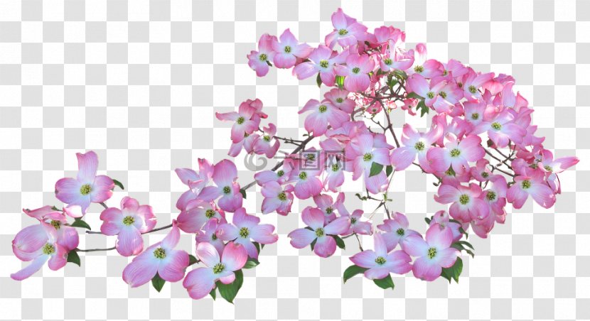 Stock.xchng Flowering Dogwood Illustration Royalty-free Floral Design - Purple - Leaves Transparent PNG