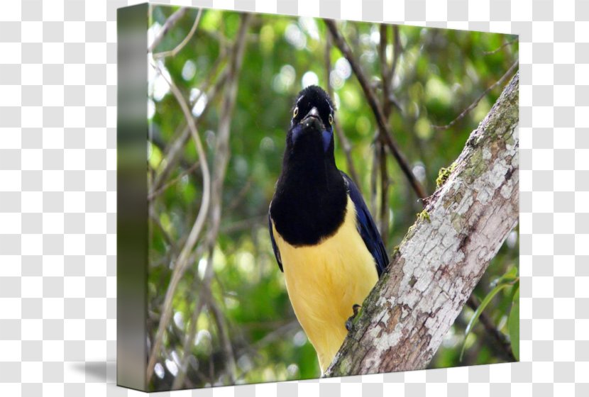 Beak Animal - Crow Like Bird Transparent PNG