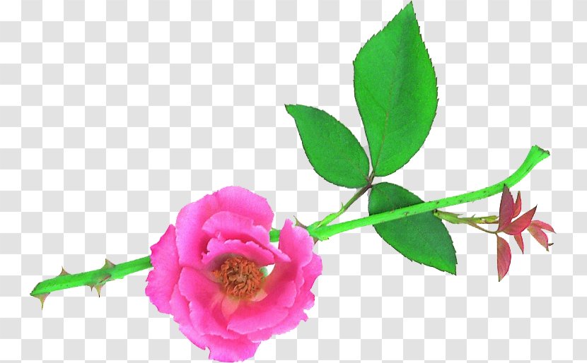 Garden Roses Cut Flowers Desktop Wallpaper Centifolia - Flowering Plant - Flower Transparent PNG