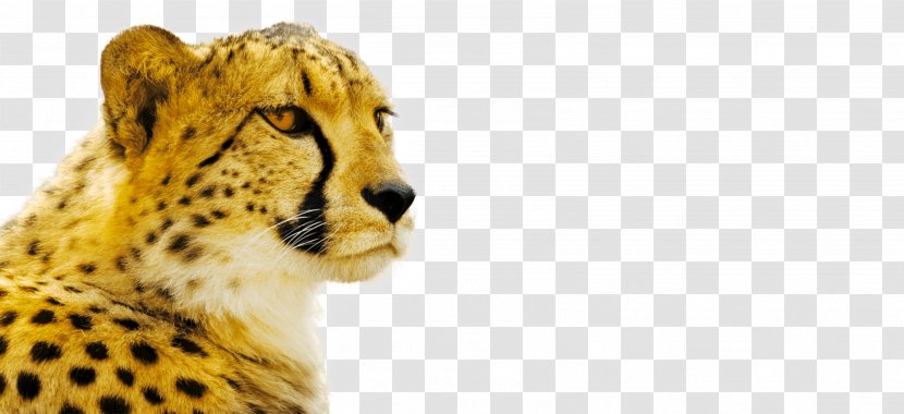 Cheetah Cat Royalty-free Stock Photography Stock.xchng - Snout - 1st Class Travel Transparent PNG