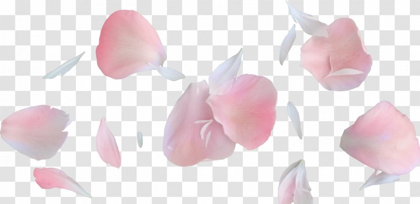 Petal Flower - Heaven Transparent PNG